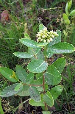 Is dogbane best sale poisonous to dogs